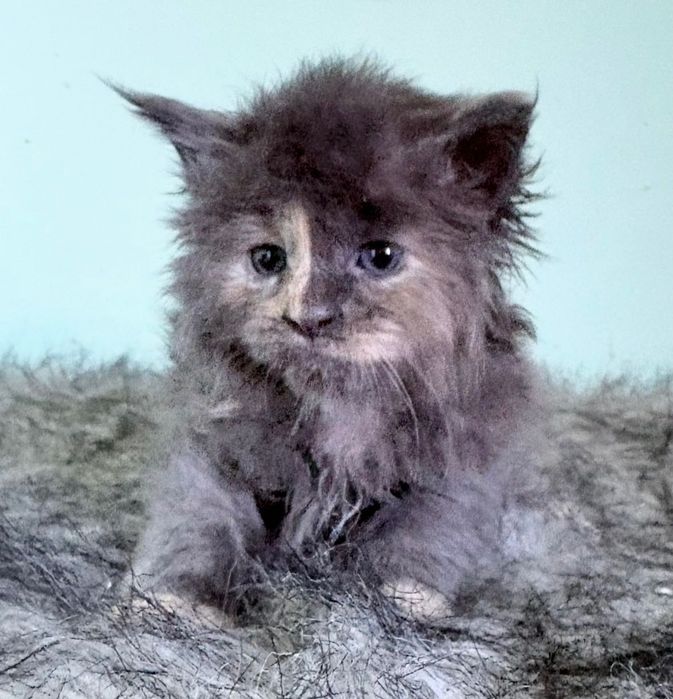 Maine Coon - niebieska szylkretka !