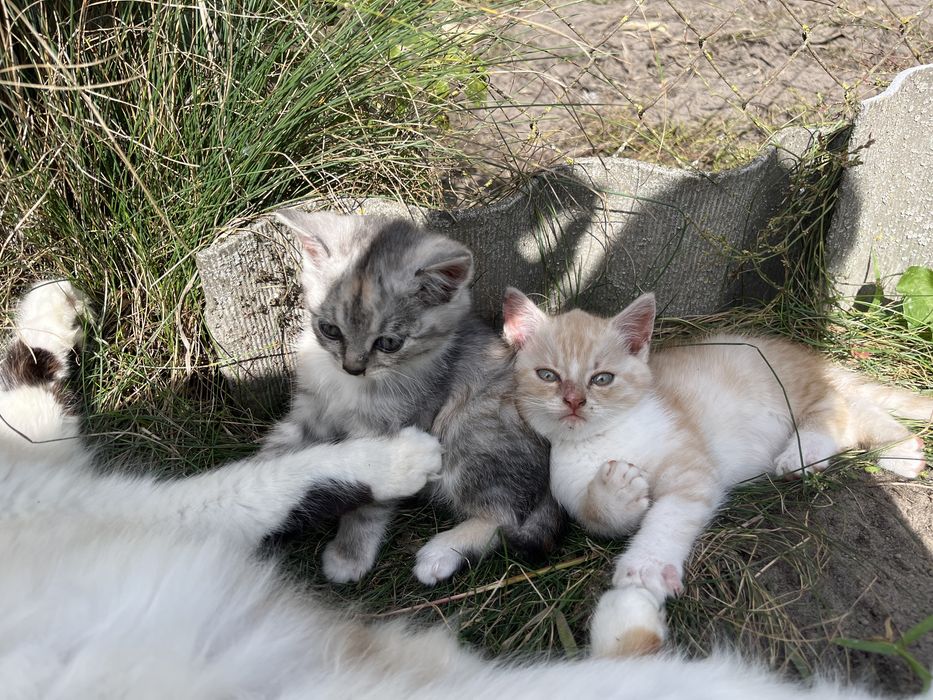 Відамо кошенят в добрі руки
