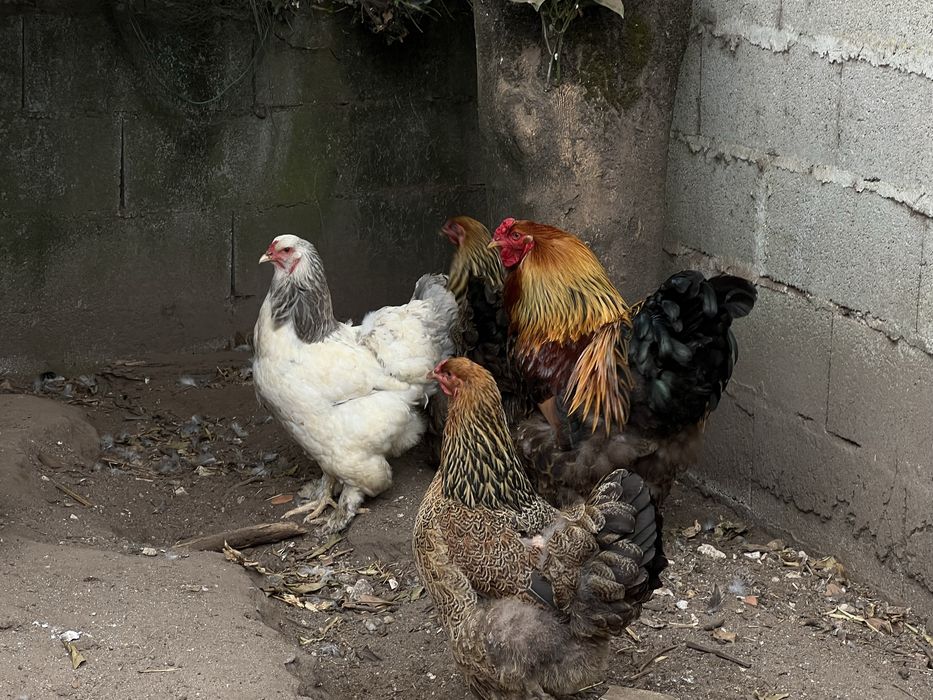 Galinhas várias raças
