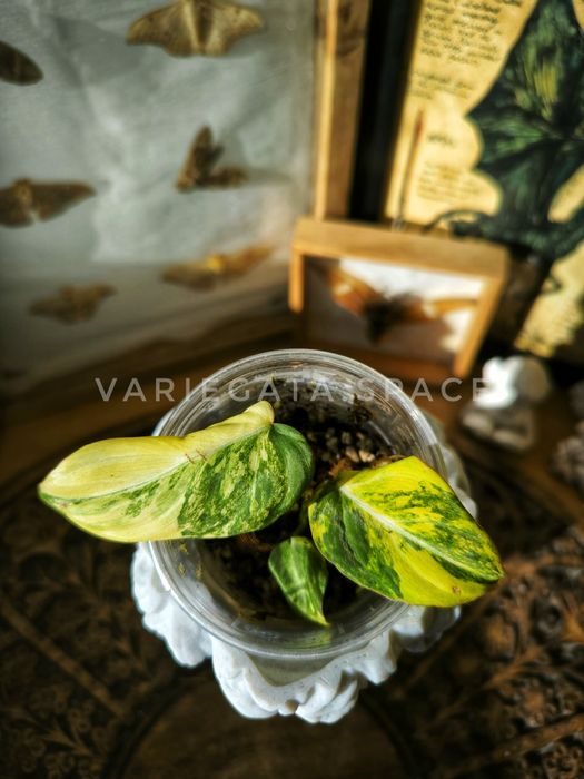 Philodendron Gloriosum tricolor variegata filodendron