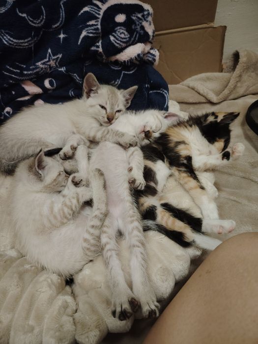 Gatinhas adoção conjunta