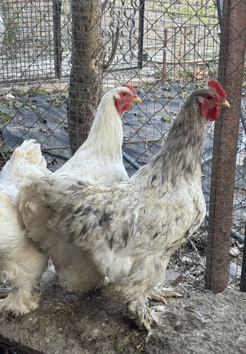 Кури кохінхін пара