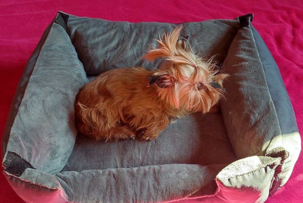 Legowisko dla psa szare