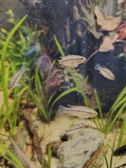 Apistogrammas eremnopige (raros)