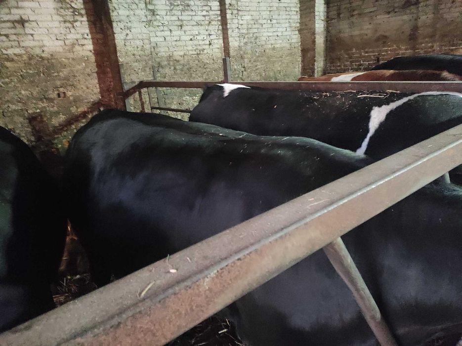 Sprzedam jałówki mięsne krowy ok. 600kg simental,limousine czarna,17zł