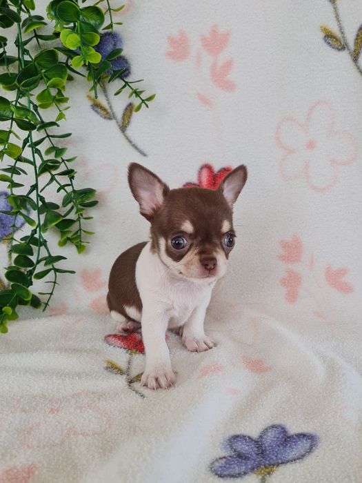Excecional menina mini mini Chihuahua/Chiuaua,LinhagemRussa de Qualidd