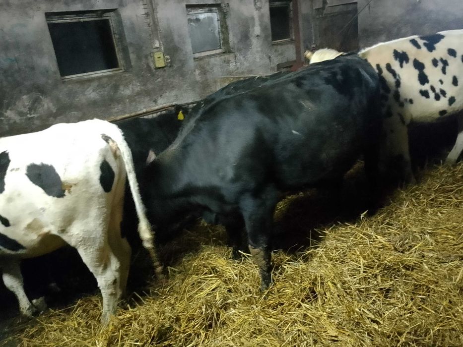 Jałówka wysokocielna