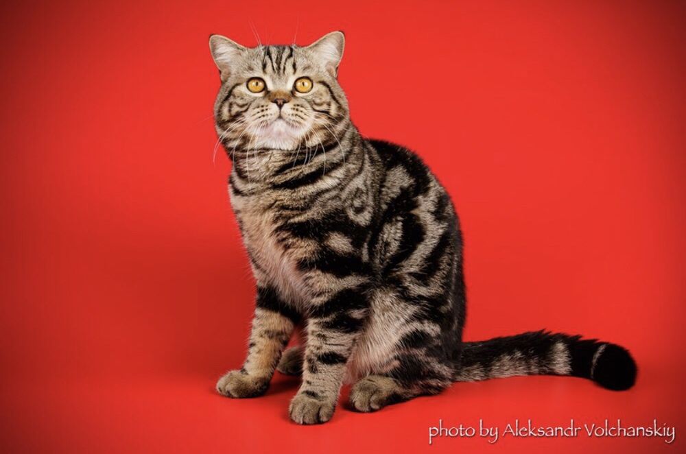 Вязка шотландский котик