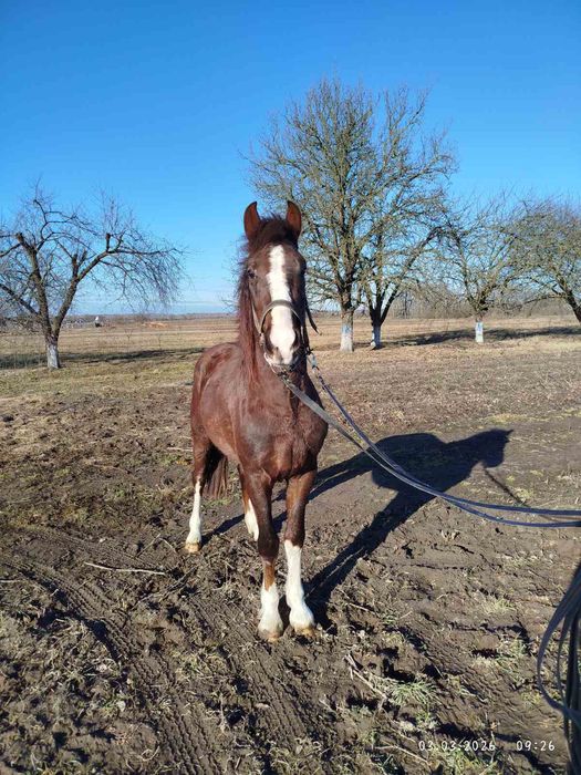 Продам молодого коника .