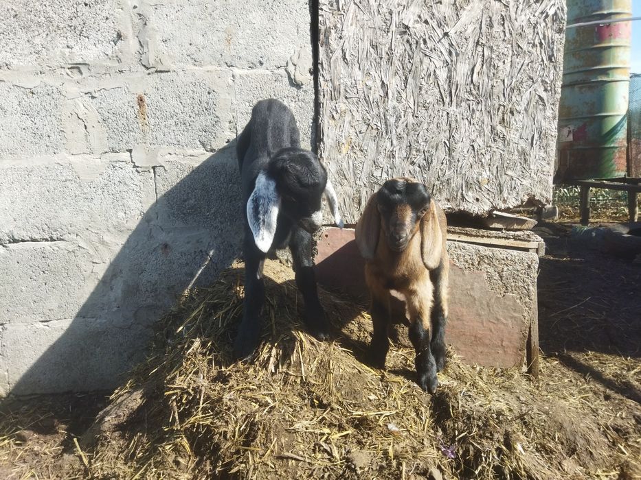 Козлики Англонубійці 75%