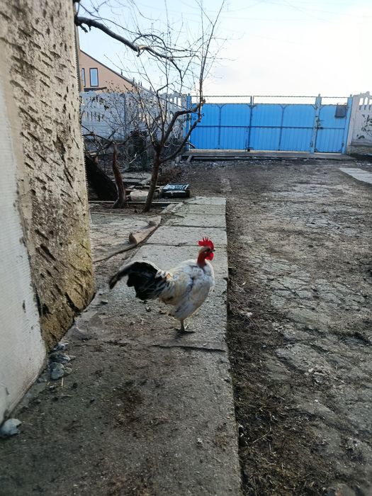 Лилипуты голошейные и обычные  инкубационное яйцо