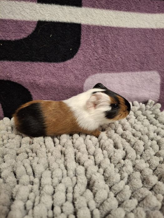 Rezerwacja Świnki morskie samiczki