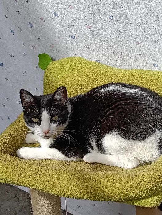 gato jovem para adoção responsável
