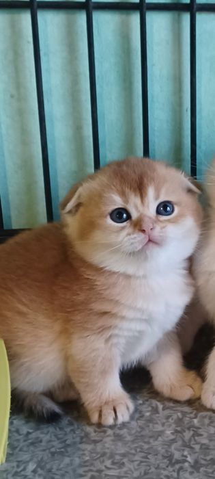 Золотая шиншила  мальчик