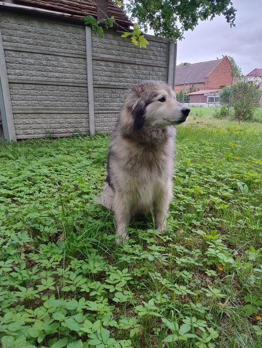 Czester do adopcji