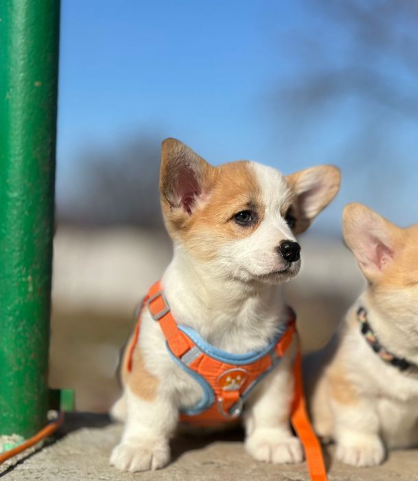 Цуценята вельш коргі пемброк з дуже гарним окрасом