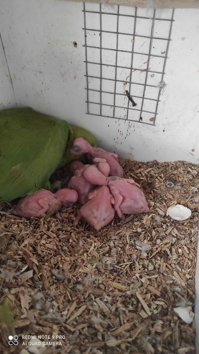 Aves para criar á mão