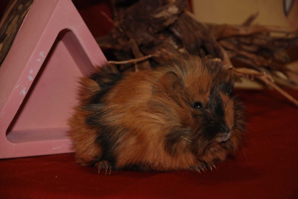 Морська свинка, ручні свинки дітки, породи різні