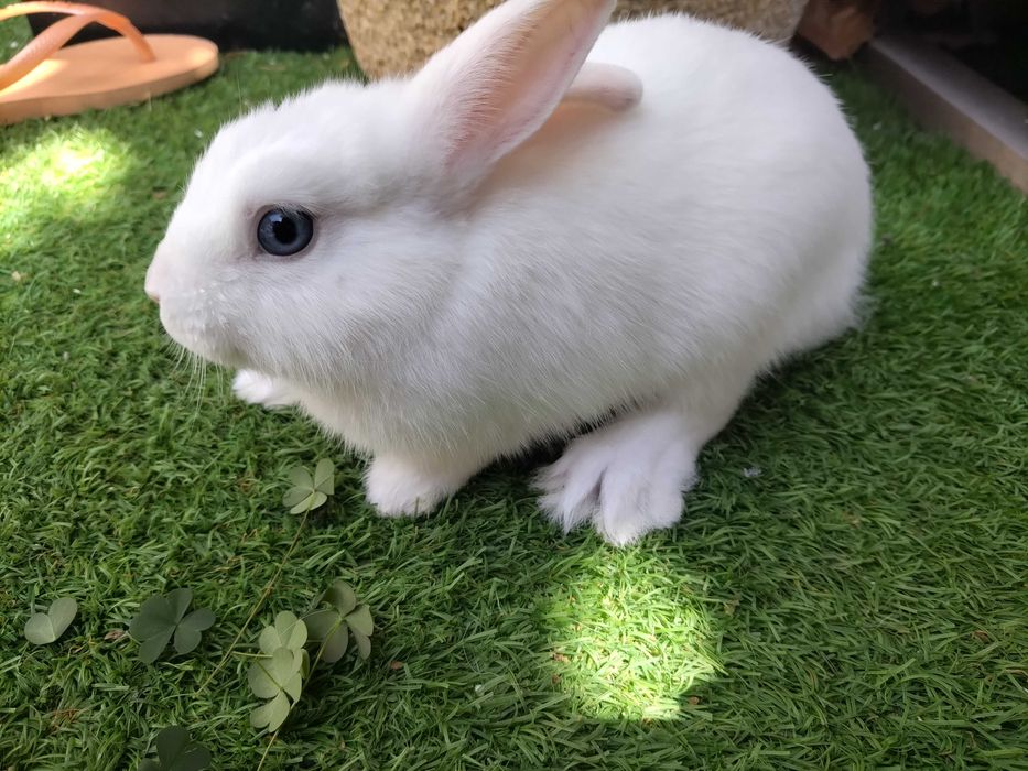 Coelhos olho azul