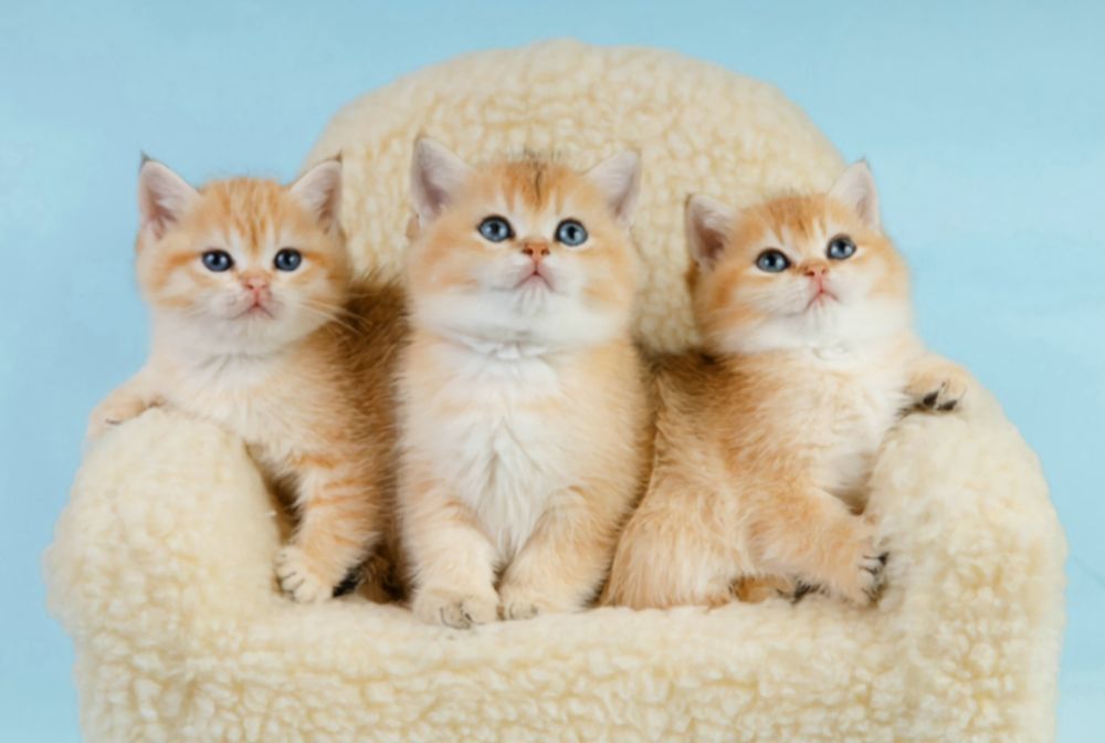 Котята золотая шиншилла