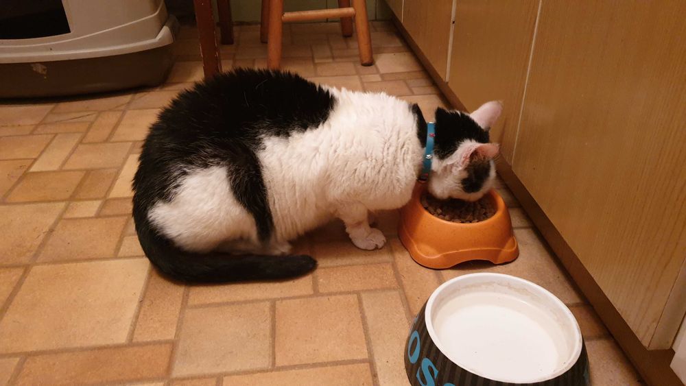 Koty szukają nowego domu