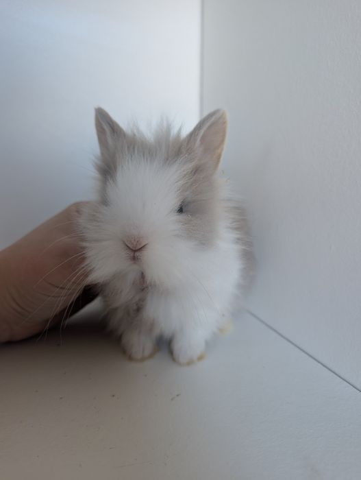 Królik miniaturka, karzełek, baranek, mini lop