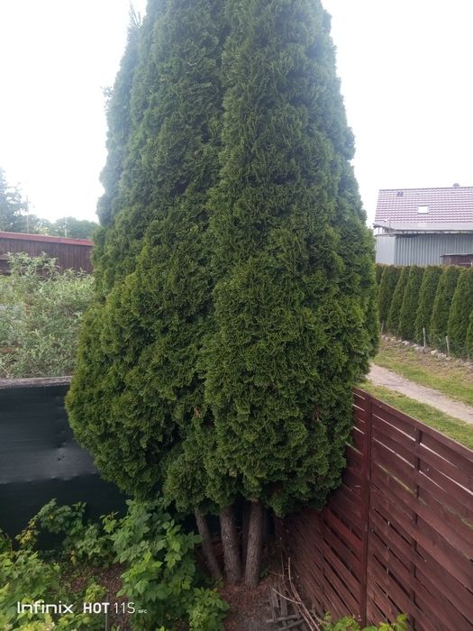 Tuja szmaragd 450-500cm