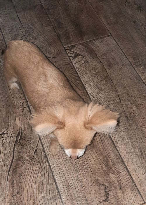 Девочка#чихуахуа