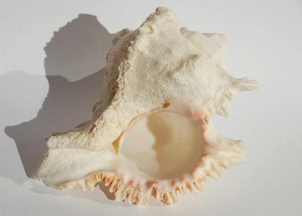 Muszla morska Murex Ramosus dł. 11,7 cm, marynistyka