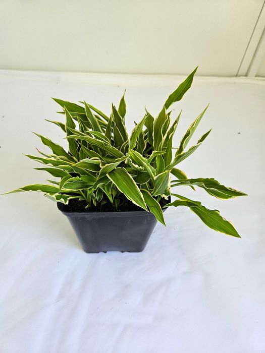 Funkia Hosta 'Francee' – roślina do cienia, białe obrzeżenia liści