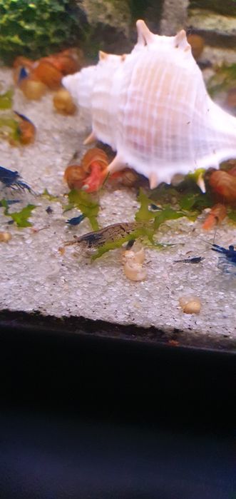 (PROMOÇÃO) Camarões Neocaridina Wild