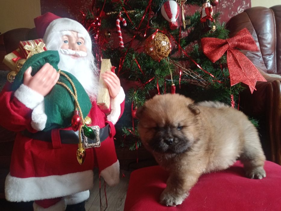 Chow Chow piesek Masked Red