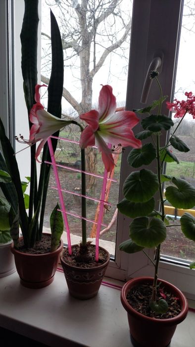 Кімнатні лілії, вазони
