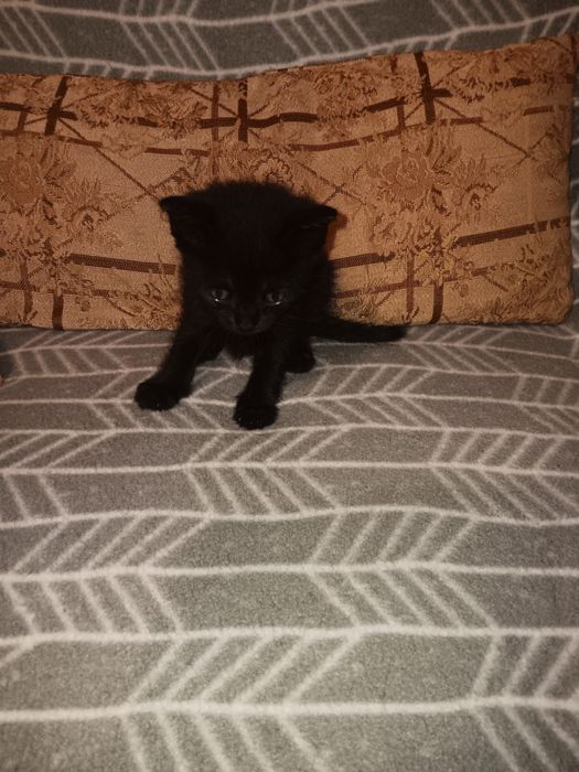 Adoção responsável – 4 gatinhos com 2 meses