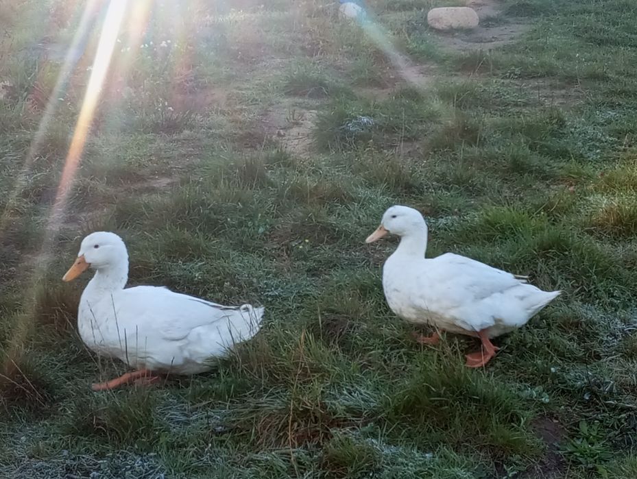 Sprzedam Kaczora rasy maxsimus