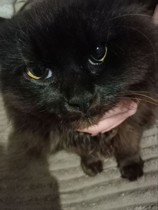 Шукаємо сім'ю для кішечки