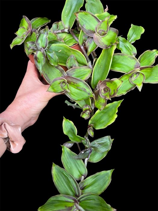 Varias tradescantias