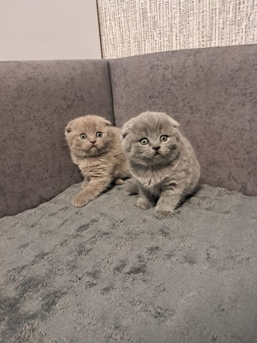 Шотландський вислоухий котик з документами