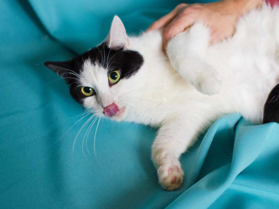 Найніжніша киця Мушка шукає дім, 1 рік, стерилізована, кішка, кошка