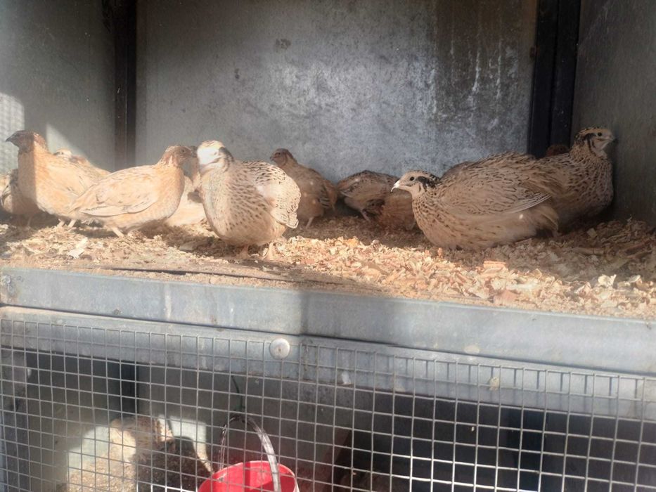 Cordonizes a começar a pôr e ovos para ceder