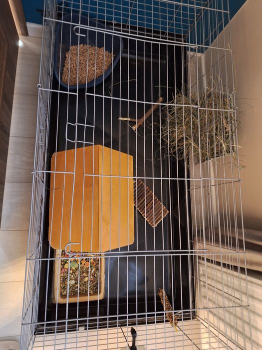 Króliczek miniaturka