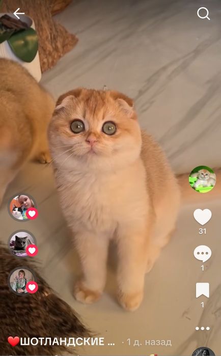 Шотландские котятами золотая шиншилла