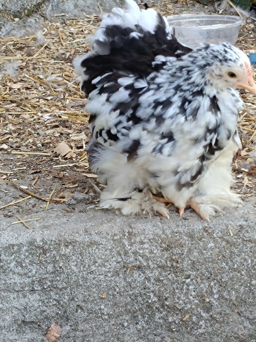 Fêmea Pekin white mottled