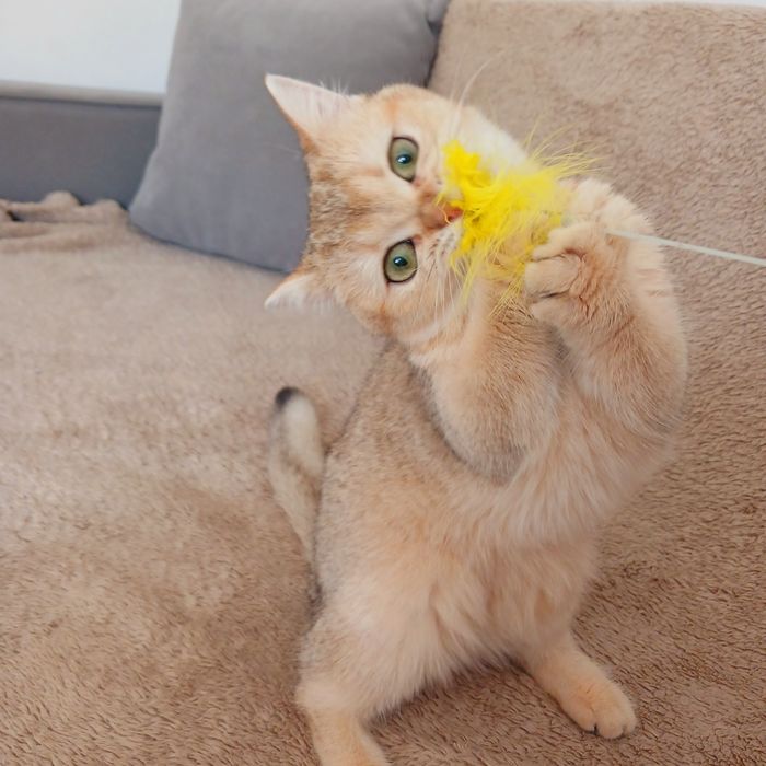 Золота дівчинка кошенятка