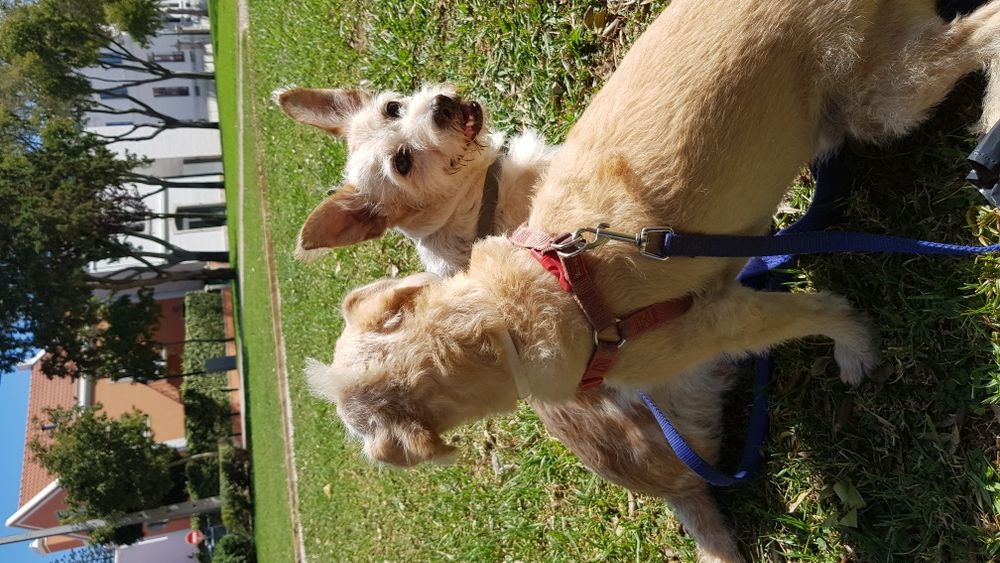 Petsitting e Dogwalking Cascais64683975164803125