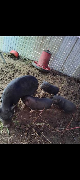 Vendo porca vietnamita com 3 crias