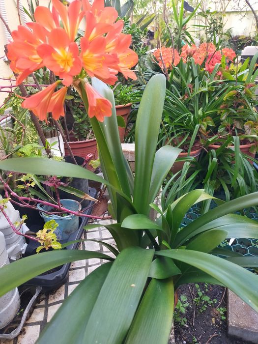 Vendo plantas de vaso ou de jardim