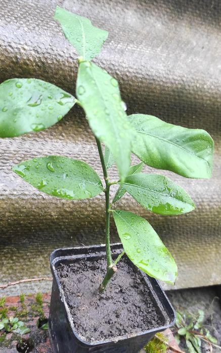 Вкорінені живці плодоносного лимонного дерева