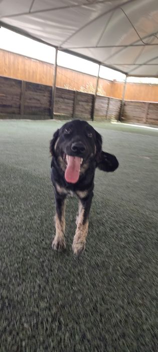 Shollie para adoção
