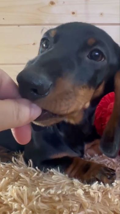 Гладка такса / гдалкошерстна такса з документами/ гладкошерстная такса